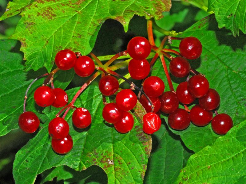 Delle bacche rosse: Viburnum opulus (Adoxaceae)